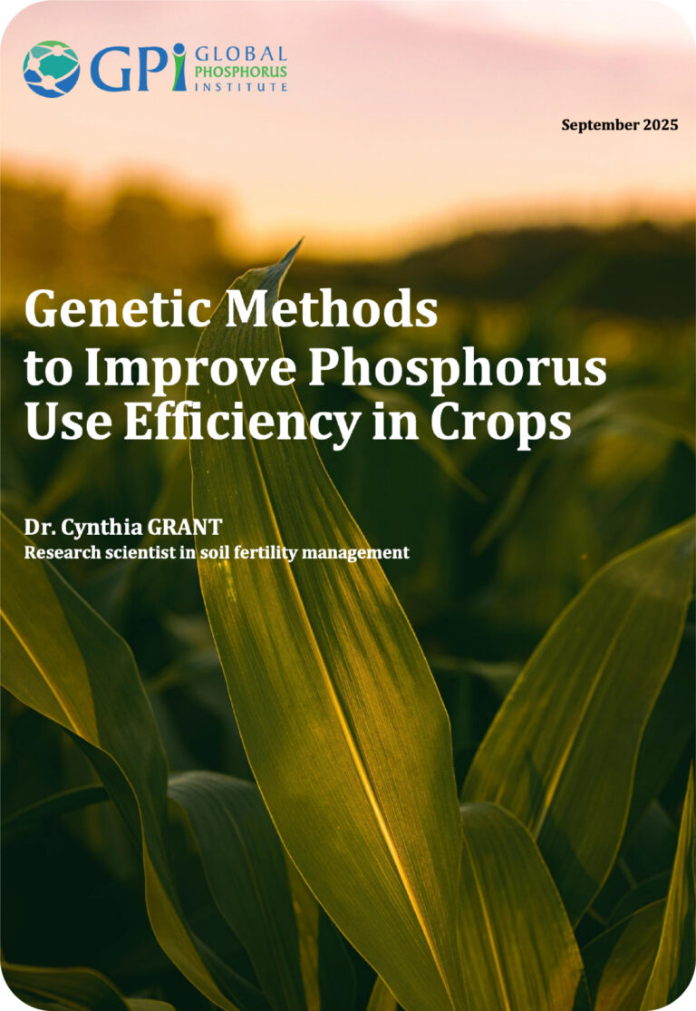 Genetic methods to improve phosphorus use efficiency in crops